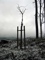  10. November 2009 - nach dem ersten Frost hat Samuels Ginkgo seine Blätter schnell verloren